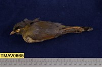 藏品(藪鳥)的圖片